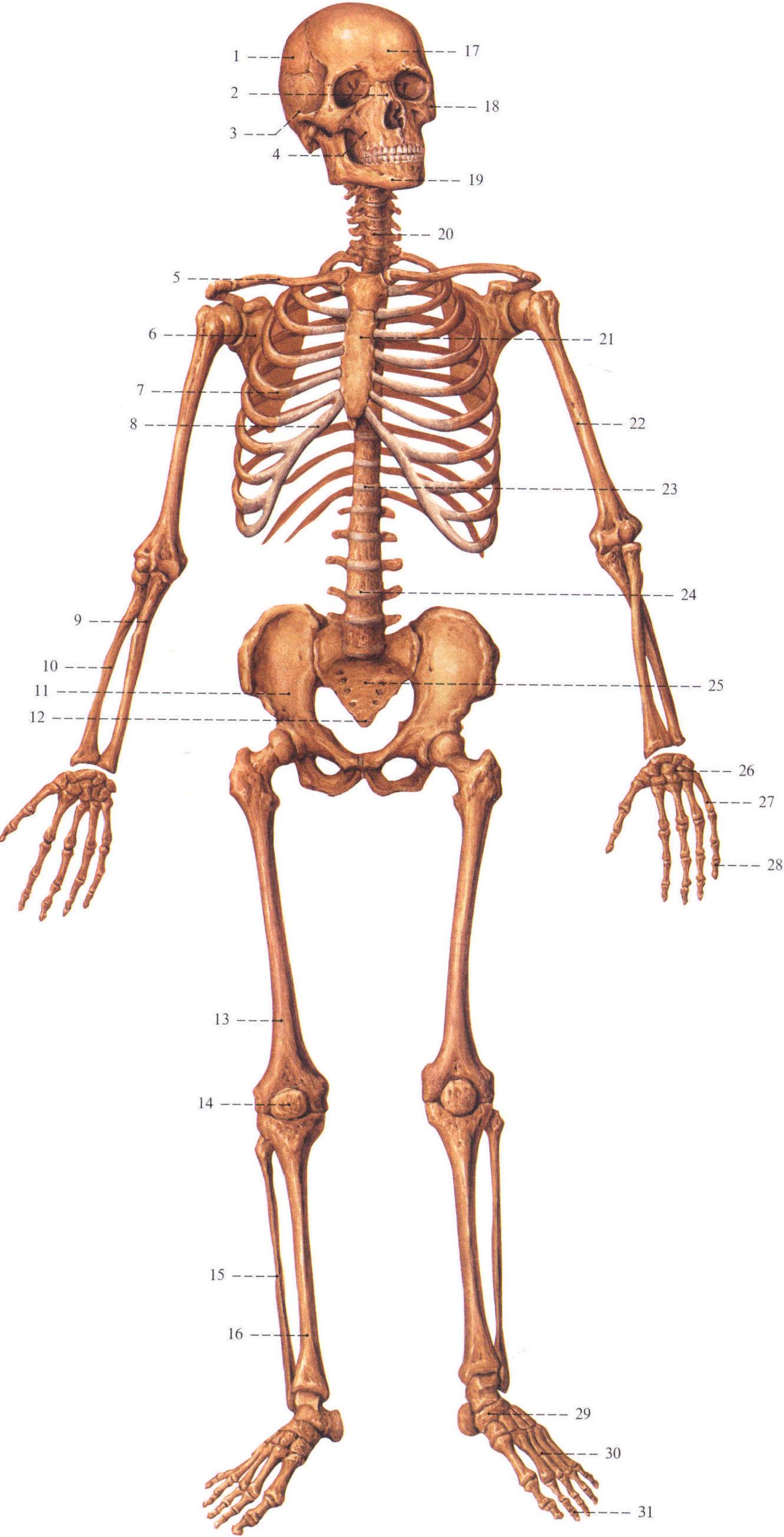 人体骨骼(前面观)